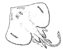 Malacoraja spinacidermis_01.jpg